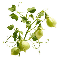 Vibrant green plant showcasing unique balloon-shaped seed pods and delicate tendrils