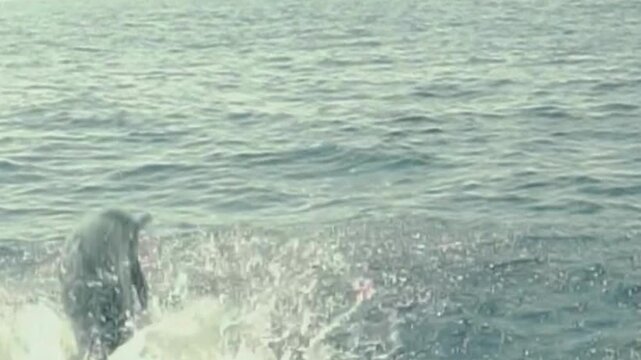 Spinner Dolphin Breaching Splash at Ocean Surface