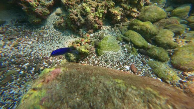 Blue Damselfish Swimming Undersea With Coral Reefs. Underwater