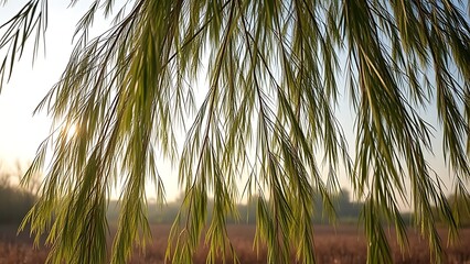 willow. Willow branches arching toward the ground in the wind with soft morning light. gardening catalogs, home-decor guides, designed for home decor and floral branding, used by software engineers.