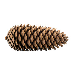Large brown pinecone on black background