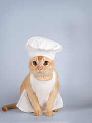 Funny burmese cat in chef hat and apron