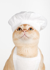 A Burmese cat wearing a chefs hat looks up against a white background.