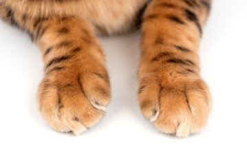 Close-up of cat paws