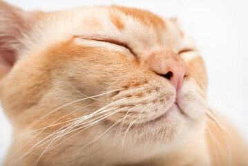 Close-up of a cats face