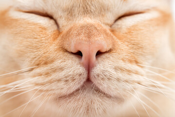 Close-up of a cats face
