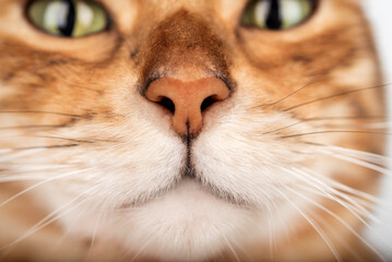 Close-up of a cats face