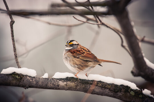 White-throated sparrow perched on snow covered branch