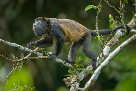 Mantled Howler Monkey At Panama Canal