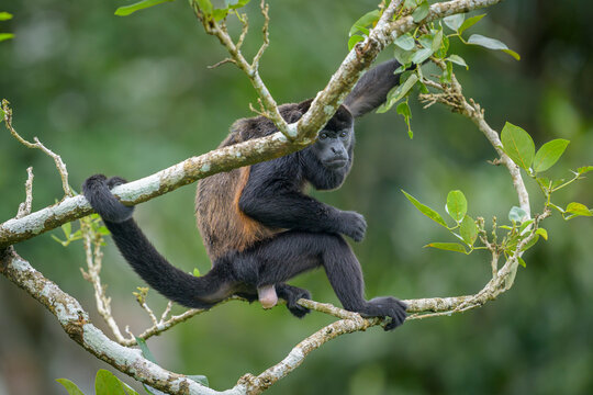 Mantled Howler Monkey Male in Canopy