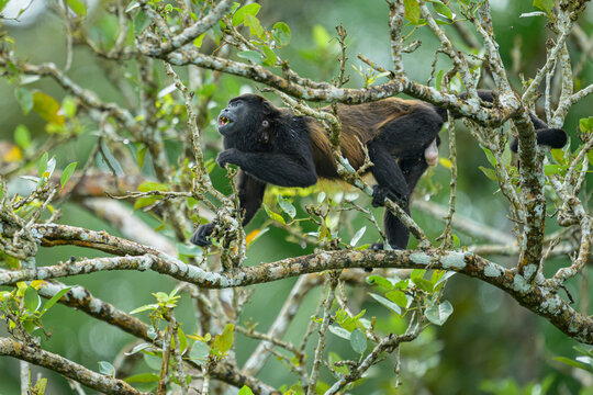 Mantled Howler Monkey with Botflies
