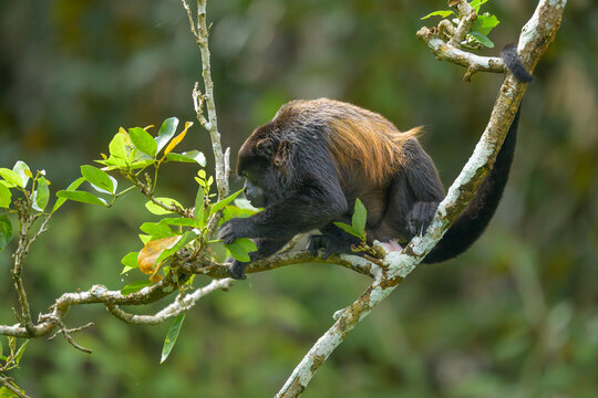Mantled Howler Monkey in Panama