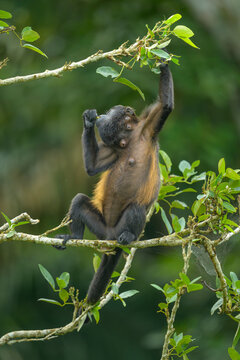 Mantled Howler Monkey with Botflies