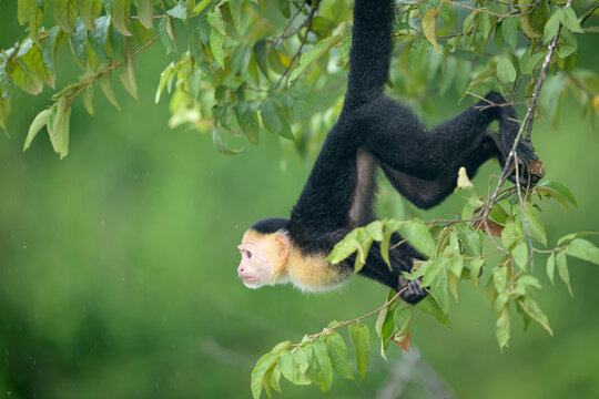 White-faced Capuchin Monkey in Panama