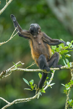 Mantled Howler Monkey in Panama