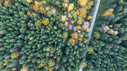 autumn forest in Germany