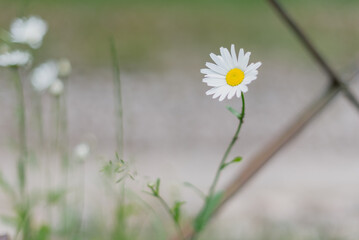 A single white daisy with a yellow center stands tall among green grass, set against a blurred background of a gravel path and a fence.