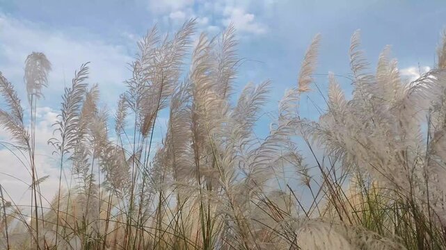 Wild White Grass Flowers Against Dramatic Sky 4k Video free Download. Autumn Kans Grass Blooming in Natural Countryside 4k Video free Download.