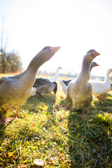 Happy Geese on a Sunny Farm Day in Peaceful Rural Countryside