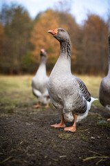 Happy Geese on a Sunny Farm Day in Peaceful Rural Countryside
