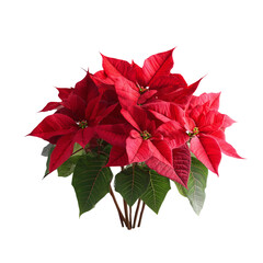 Vibrant red poinsettia plant with lush green leaves, a classic symbol of holiday cheer and festive decorations