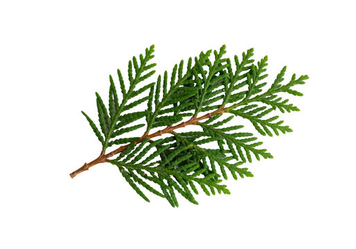 A single, ultra-sharp macro shot of vibrant emerald green thuja foliage sprig, fresh needle-like leaves, flat lay on a transparent background with copy space. Concept of botanical product advertising