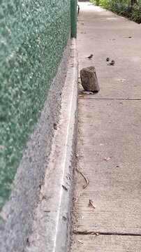 Many small sparrows walking through the city streets during the day. Muchos peque&ntilde;os gorriones caminando por las calles de la ciudad en el d&iacute;a.(194).