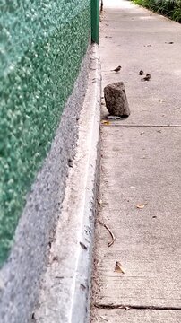 Many small sparrows walking through the city streets during the day. Muchos peque&ntilde;os gorriones caminando por las calles de la ciudad en el d&iacute;a.(195)