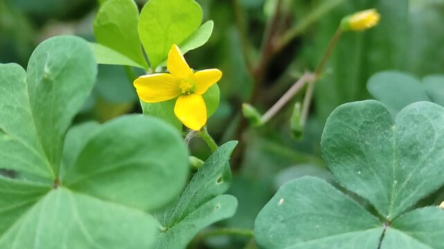 Yellow flower against a blurred nature background. Flor amarilla contra el fondo de la naturaleza borrosa.(7).