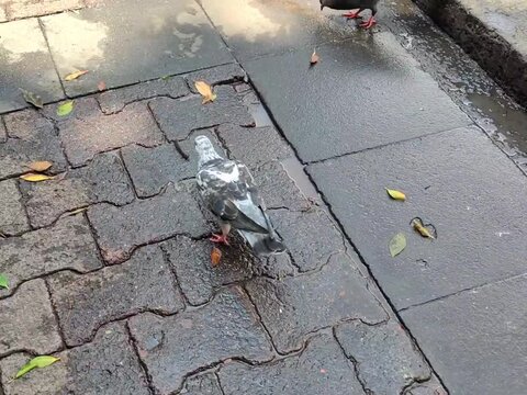 A cute, colorful carrier pigeon walking through the city streets.Una linda paloma mensajera colorida caminando por las calles de la ciudad.(24)