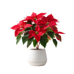 Classic christmas red poinsettia plant in a modern white ceramic pot