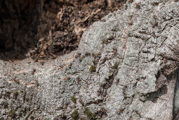 Close-up of textured tree bark with moss. The surface shows intricate patterns and natural details, highlighting the beauty of nature.