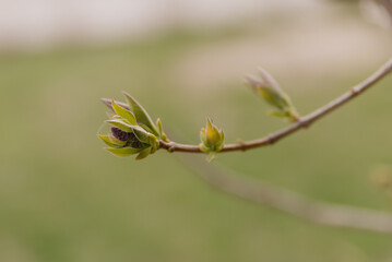 A close-up of budding leaves on a branch. The green buds are fresh and vibrant, indicating the arrival of spring. The background is softly blurred.