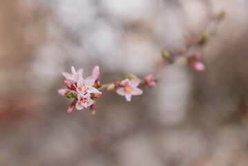 Delicate pink cherry blossoms bloom on a branch against a blurred background. The scene captures the essence of spring and nature's beauty.