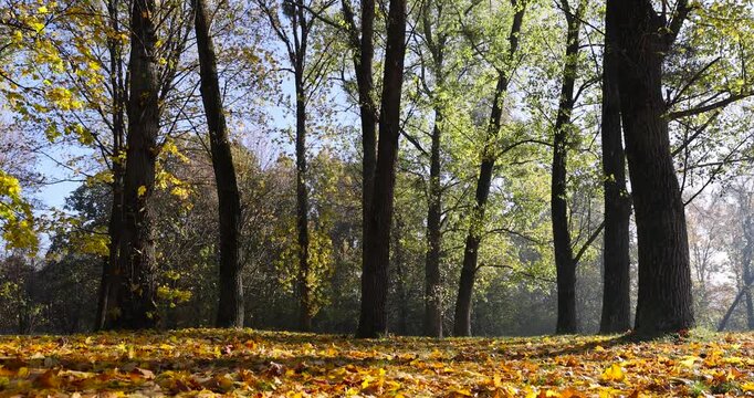 sunrise in the park with foliage in sunny weather, beautiful autumn nature in the park with deciduous trees and lots of maple trees with yellow falling foliage