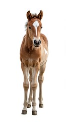 Obraz premium Adorable young baby horse, a small brown and white foal, standing confidently against a seamless, bright white studio background, isolated perfectly, gentle, mare, white