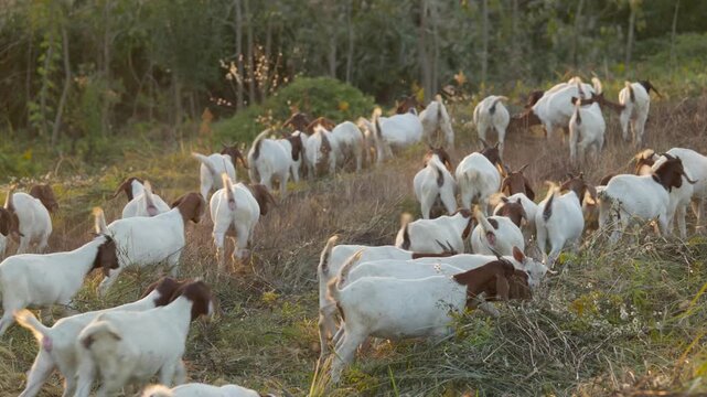 Free-Range Goats Feeding on Natural Pasture in Rural Farming Landscape
