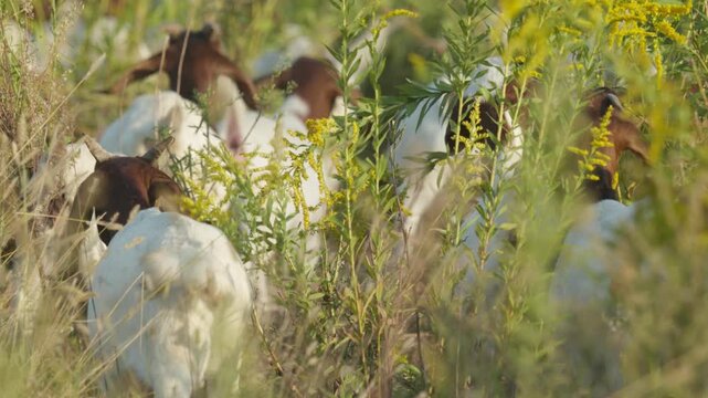 Free-Range Goats Grazing in Natural Rural Farmland