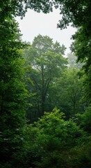 Lush, vibrant forest canopy showing complex biodiversity, representing ecosystem preservation and successful nature conservation efforts, vibrant, protection, balance
