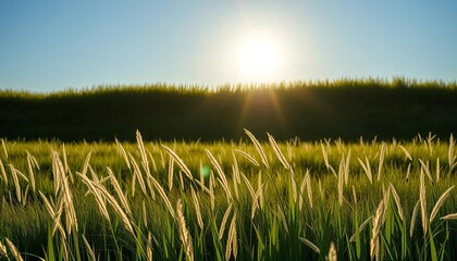Continuous, unbroken grassy silhouette against bright sky,  vibrant,  stock