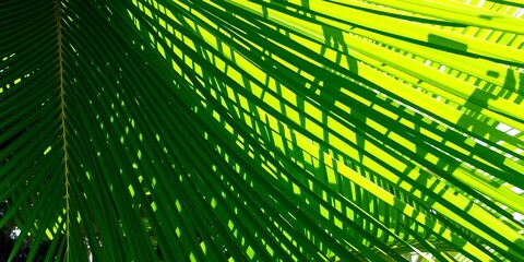 Intensely green palm fronds, sunlight illuminating vibrant veins,  macro,  lush