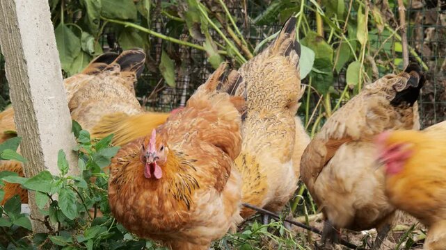 Free-Range Rural Hens Foraging in Old Farmyard Garden