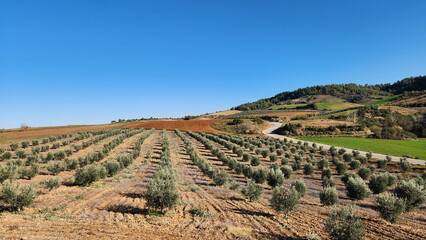 An olive orchard in Mediterranean region during winter pruning