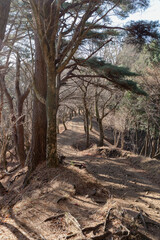 Fototapeta premium 冬の塔ノ岳 Winter mountaineering