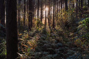 Obraz premium 冬の塔ノ岳 Winter mountaineering