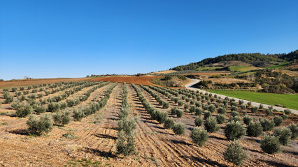 An young olive orchard in Mediterranean region during winter pruning