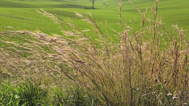 Dry bulbous bluegrass poa bulbosa stalks on a field margin in Adana winter landscape