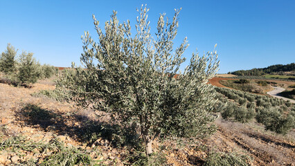 A young olive tree in a orchard in Mediterranean region in winter