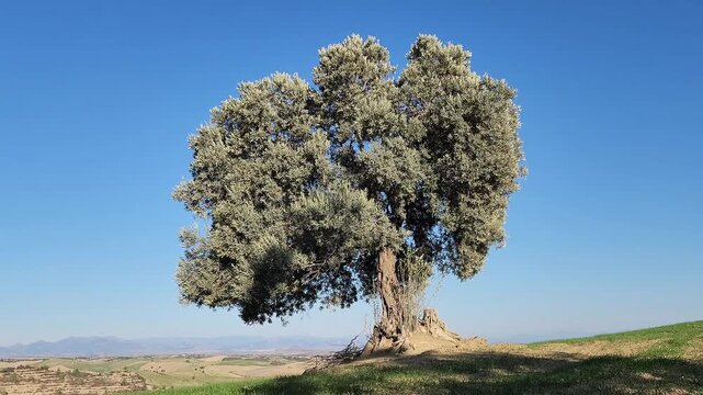 A wise, solitary olive tree offers its shade and bountiful harvest, rising majestically from a vibrant field of green winter wheat
