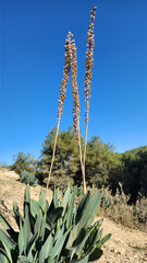 A sea onion's dry flower stalk and fresh leaves in winter in Mediterranean region